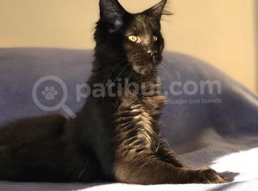 Xl Mainecoon Black Smoke