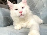 XL White Mainecoon “Blue eyes”