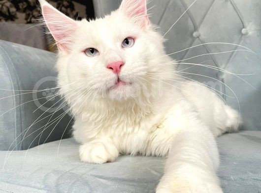 Xl White Mainecoon “Blue Eyes”