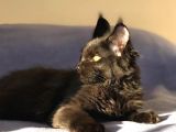 Xl Mainecoon Black Smoke