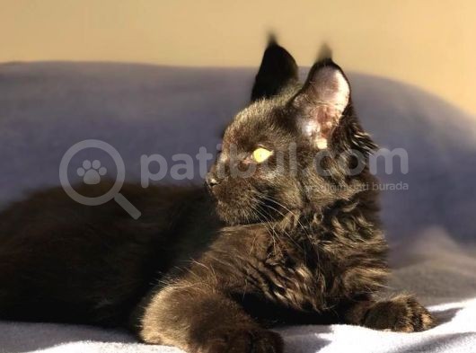 Xl Mainecoon Black Smoke görsel