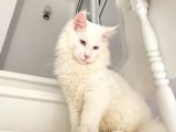 Xl White Mainecoon “Blue Eyes”