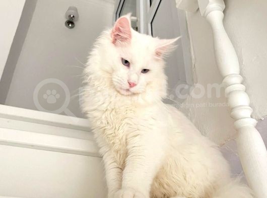 Xl White Mainecoon “Blue Eyes” görsel