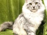 Xl Mainecoon Silver Ns22