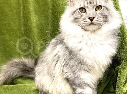 Xl Mainecoon Silver Ns22 görsel