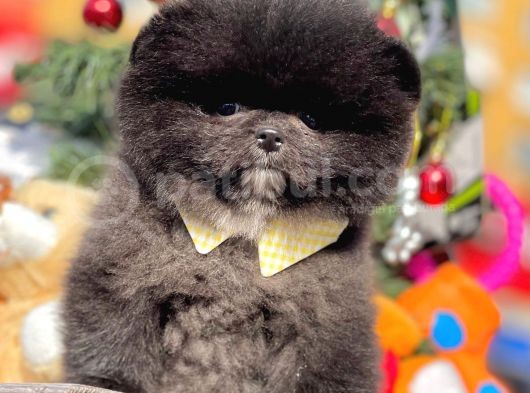 Safkan Pomeranian Boo Yavrularımız görsel