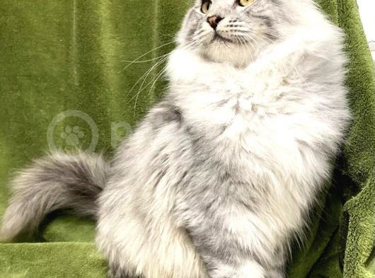 Xl Mainecoon Silver Ns22 görsel