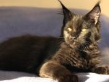 Xl Mainecoon Black Smoke