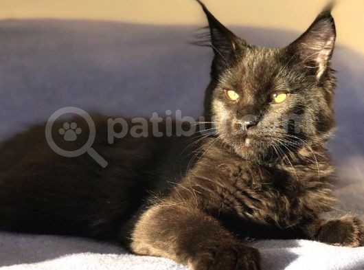 Xl Mainecoon Black Smoke görsel