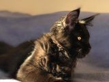Xl Mainecoon Black Smoke