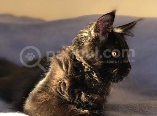 Xl Mainecoon Black Smoke görsel