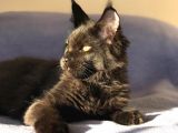 Xl Mainecoon Black Smoke