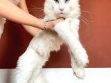 Xl White Mainecoon “Blue Eyes”