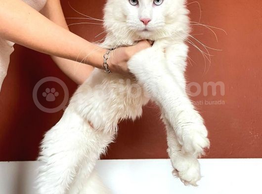 Xl White Mainecoon “Blue Eyes” görsel