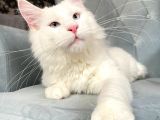 Xl White Mainecoon “Blue Eyes”