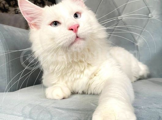Xl White Mainecoon “Blue Eyes” görsel