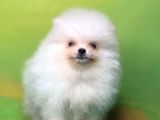 Karbeyaz Teddy Bear Pomerani̇an Oğlumuz
