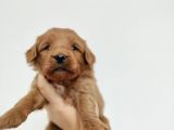 Red Poodle Ayarında Maltipoolarım