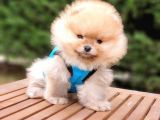 Orjinal Pomeranian Boo Yavrularımız