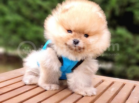 Orjinal Pomeranian Boo Yavrularımız görsel