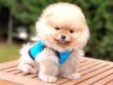 Orjinal Pomeranian Boo Yavrularımız