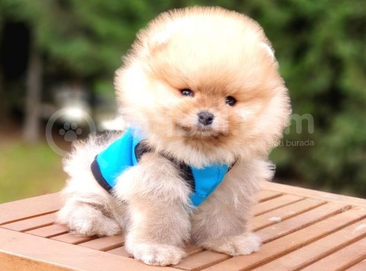 Orjinal Pomeranian Boo Yavrularımız görsel