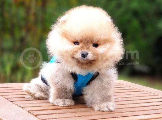 Orjinal Pomeranian Boo Yavrularımız görsel
