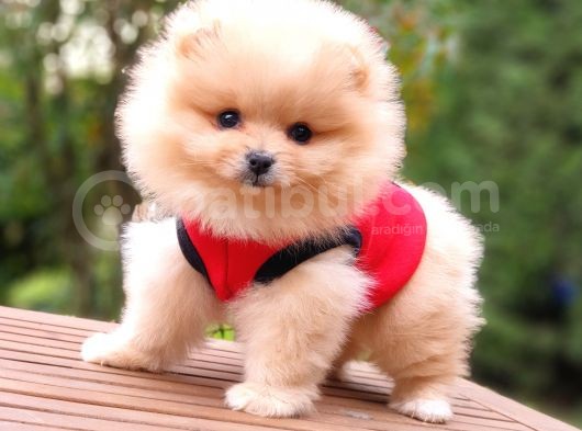 Teddy Face Pomeranian Boo Yavrularımız