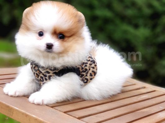 Particolor Nadir Renk Dişi Pomeranian Boo Yavrumuz görsel