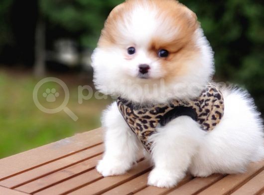 Particolor Nadir Renk Dişi Pomeranian Boo Yavrumuz