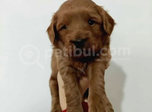 Red Poodle Ayarında Maltipoolarım görsel