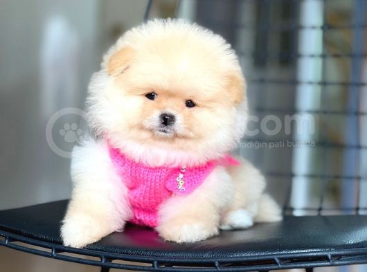 Pomeranian Boo Teddy Face Erkek Yavrumuz görsel