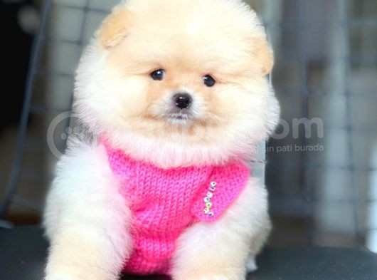 Pomeranian Boo Teddy Face Erkek Yavrumuz görsel