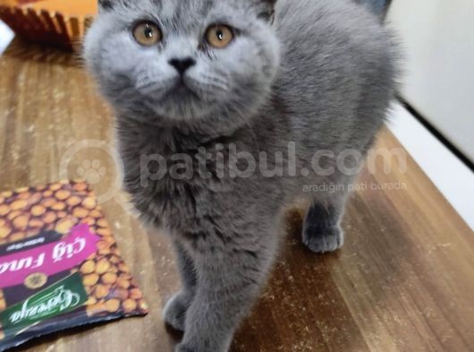 Scottish Fold Blue Point