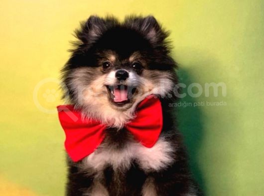 Black And Tan Erkek Pomerani̇an Boo görsel