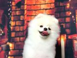 Karbeyaz Erkek Pomerani̇an Boo Bebekler