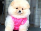 Ayıcık Yüzlü Orjinal Pomeranian Boo