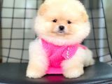 Ayıcık yüzlü Orjinal Pomeranian Boo