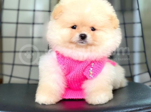 Ayıcık Yüzlü Orjinal Pomeranian Boo