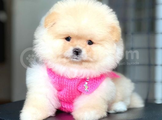 Ayıcık Yüzlü Orjinal Pomeranian Boo görsel