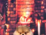 Orange Pomerani̇an Boo Kizimiz