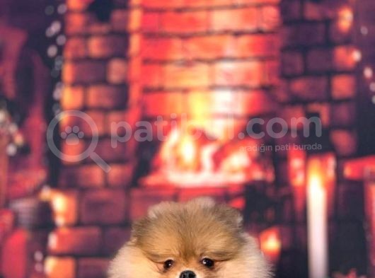 Orange Pomerani̇an Boo Kizimiz görsel
