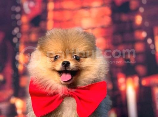 Orange Pomerani̇an Boo Kizimiz görsel
