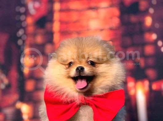 Orange Pomerani̇an Boo Kizimiz