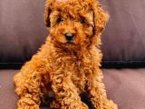 Safkan Toy Poodle Yavrularimiz