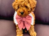 Safkan Toy Poodle Yavrularimiz