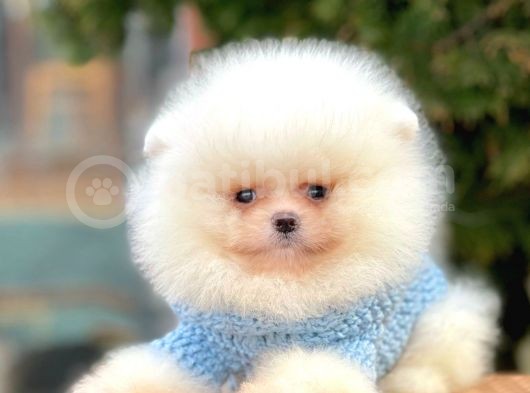 Safkan Teddy Surat Pomeranian Boo Yavrularımız görsel