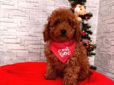 Safkan Toy Poodle Yavrularımız