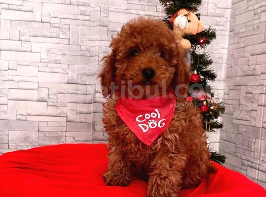 Safkan Toy Poodle Yavrularımız görsel