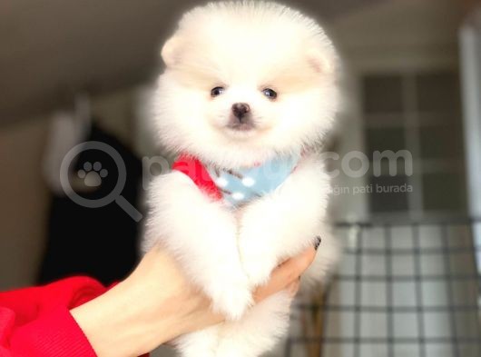2 Aylık Dişi Kimlikli Ve Aşıları Tamamlanmış Pomeranian Boo